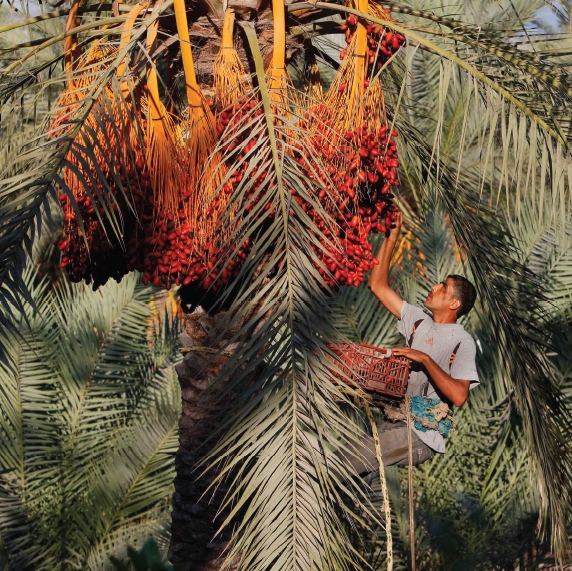 about ajwa al-madina dates fruit company